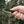 TOPS Knives MSK-GB Mini Scandi with Green/Black G-10