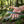 TOPS Knives MSKIN-01 Muley Skinner