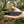TOPS Knives MSKIN-01 Muley Skinner