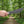 TOPS Knives SXB-10 Skullcrusher's Extreme Blade