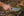 TOPS Knives TBT-031 Tom Brown Tracker #3 154cm Stainless